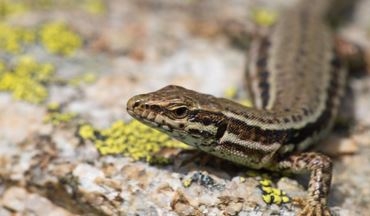 A la découverte de l'herpétofaune